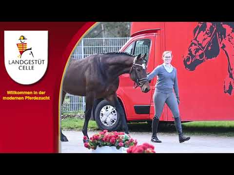 Eventyr v.  Escolar - Lauries Crusador xx