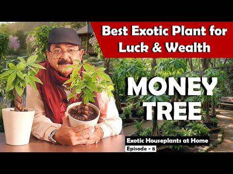 Money Tree Plant: Luck, Prosperity & Care | Complete Guide (Vastu + Varieties + Tips)
