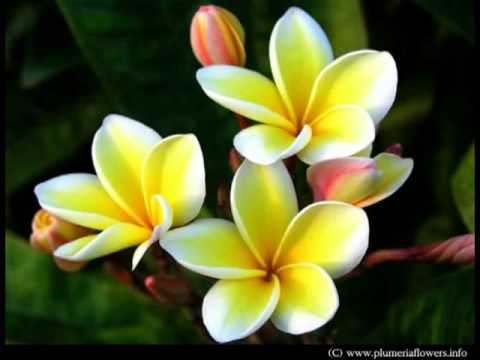 COOK ISLAND MUSIC ( 5 SONG