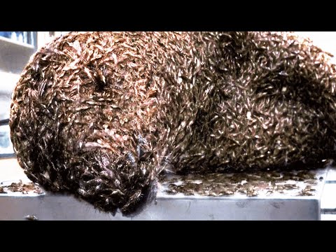 The Thaw Parasite (2009) Film Explained in Hindi/Urdu Summarized हिन्दी