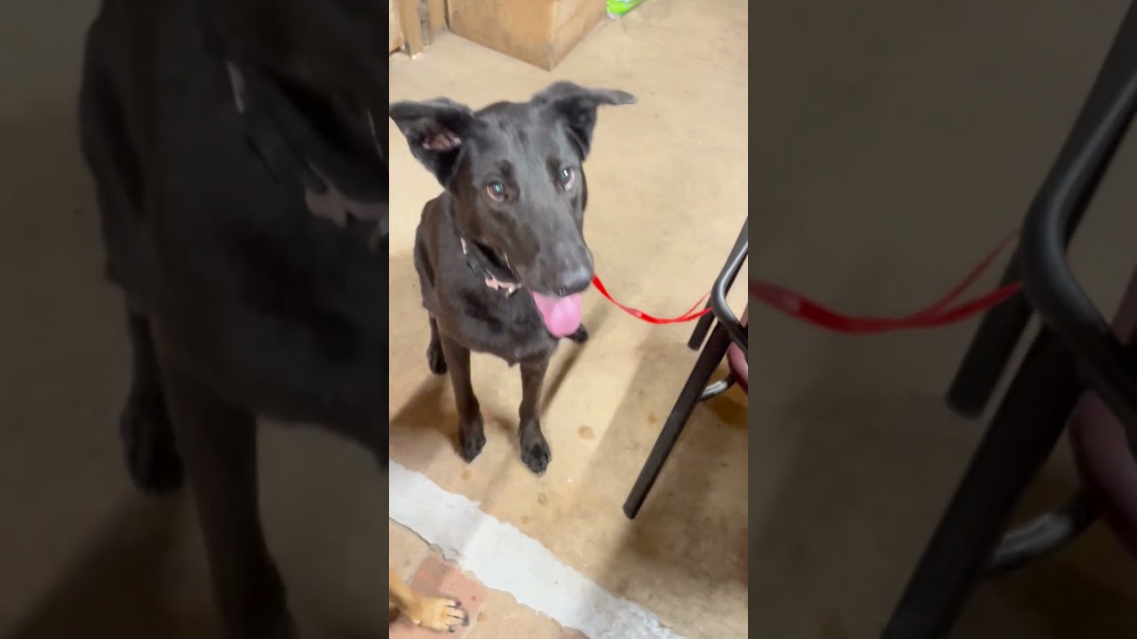 Enlarge Daisy, a Adoptable mixed breed in Lake Charles, LA video 2/2