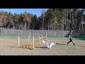 Agillity Lesson Bordercollie CHIP 2020 1110