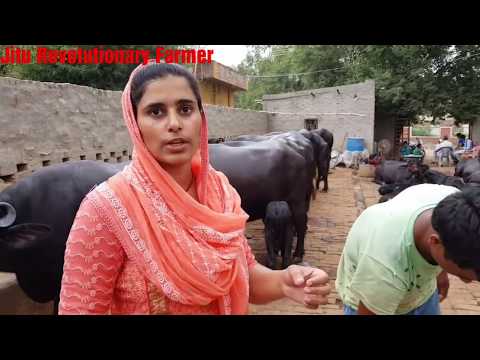 download lagu mp3 mp4 Murrah Buffalo Price, download lagu Murrah Buffalo Price gratis, unduh video klip Murrah Buffalo Price