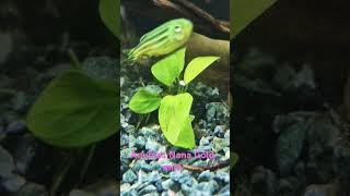 Download lagu Anubias Nana Gold at #MyFishyRoom #anubias #aquaticplant mp3