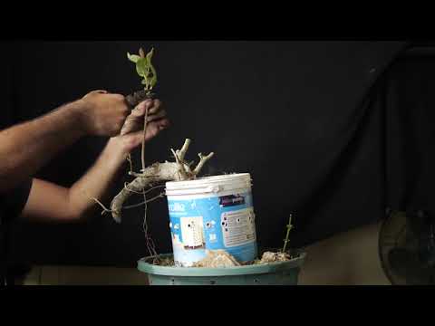 Ficus Tsiela Pipdi Bonsai Cutting Pruning & Wiring || Maskman Bonsai || Ahmedabad || April 2021