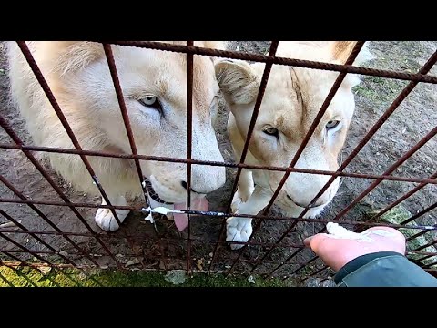 POGGYÁSZ  20201031 TV2