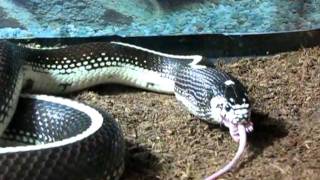 Elvis - Finishing his Mouse.MOV