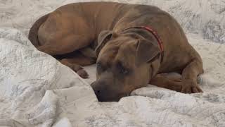 Video preview image #1 Bullboxer Pit Puppy For Sale in Atlanta, GA, USA