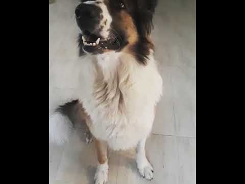 Buddy- komenda daj głos :)