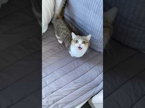 고양이 이리오라는뜻 마먀 ma-ah , 고양이가 따라서 말하네요~