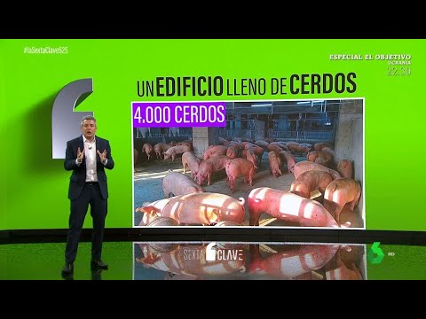 El nuevo modelo de macrogranjas en China: un edificio para criar hasta 650.000 cerdos