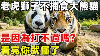 老虎獅子為何不捕食大熊貓？是因為打不過嗎？看完你就懂了#科普頻道 #科普 #动物