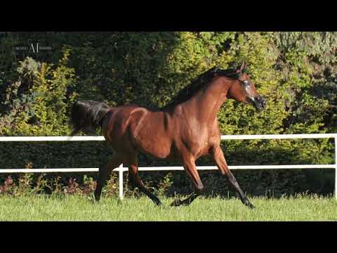 PRIDE OF POLAND/SUMMER SALE 2021 S/14 CHEROJA (Ganges x Cheronea / QR Marc)