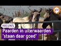Hoogwater geen gevaar voor dieren uiterwaarden Weurt