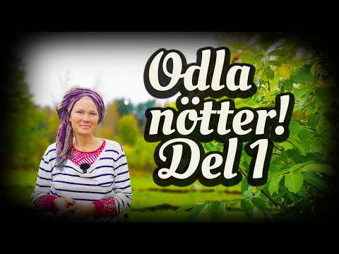 Odla nötter i allé del 1 - valnöt, hjärtnöt, svartnöt
