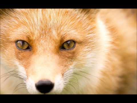 find the fox - xtc cover by the kevin macdonald band