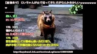 【爆笑画像】じいちゃんが山で拾ってきた犬がなんかおかしいｗｗｗｗｗｗｗｗ【タヌキ】