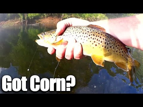 download lagu mp3 mp4 Can You Fish With Corn, download lagu Can You Fish With Corn gratis, unduh video klip Can You Fish With Corn