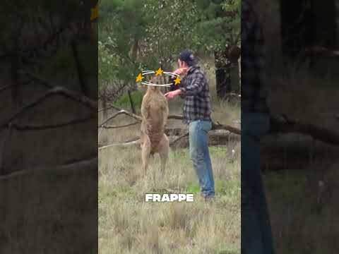 Regardez comment cet homme a géré un kangourou