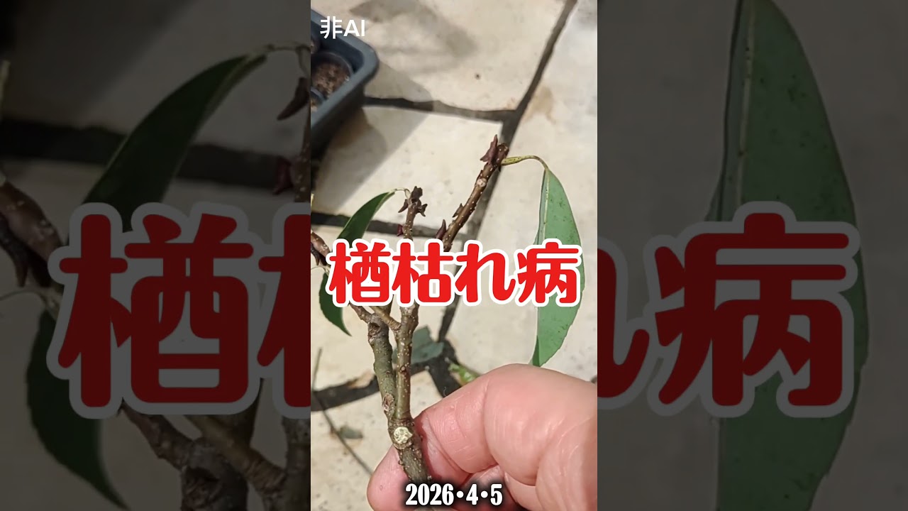 何かのサナギだとばかり思いました。