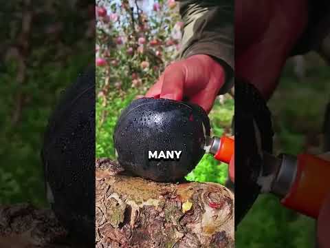 Do not eat it this BLACK apple! 😨