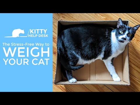 The Stress-Free Way to Weigh Your Cat