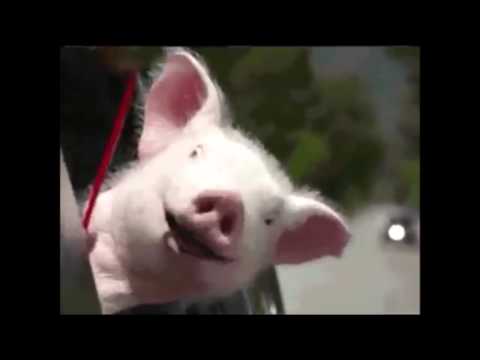 buon compleanno rosanna hd