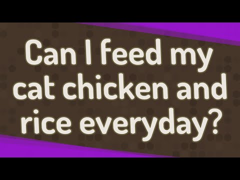 Can I feed my cat chicken and rice everyday?