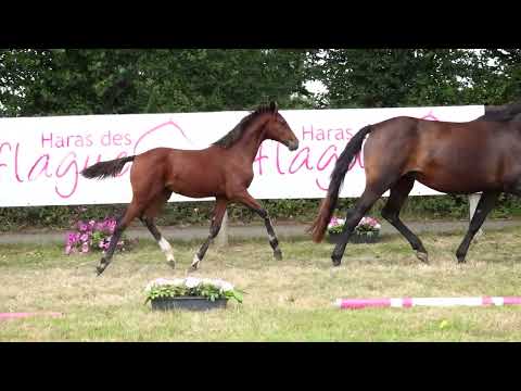 CANCUN DES FLAGUES Z