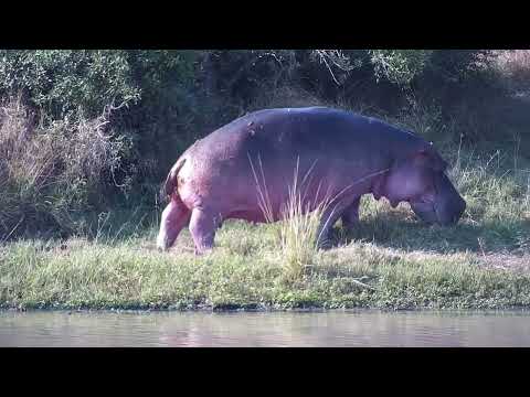 Djuma: Hippo gets active and then leaves the dam - 14:59 - 06/07/2023