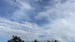 Download lagu Cek Lokasi Walet, Suara Panggil PSSB mp3