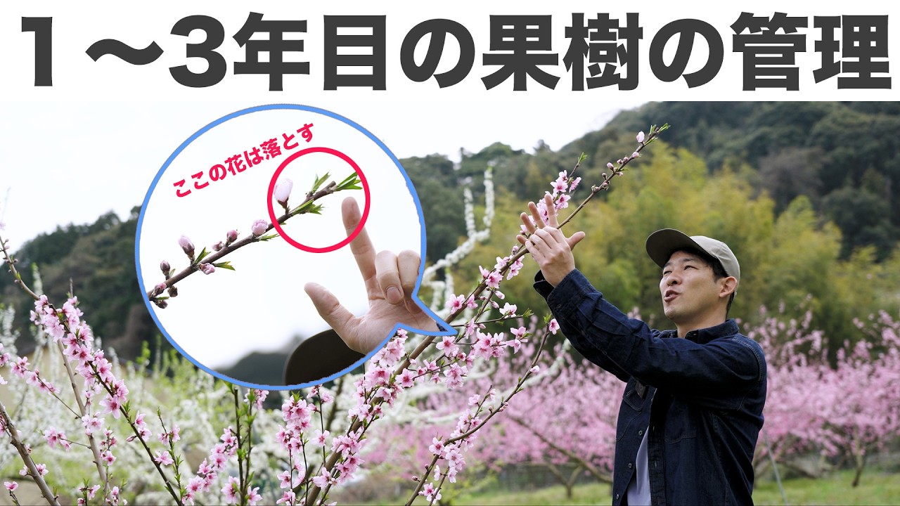 【今すぐ！】植え付け１〜３年目の果樹の管理【摘花】ウメ、モモ、スモモ、アンズ、ナシ、リンゴ、ブドウ、カキ、キウイなど落葉果樹