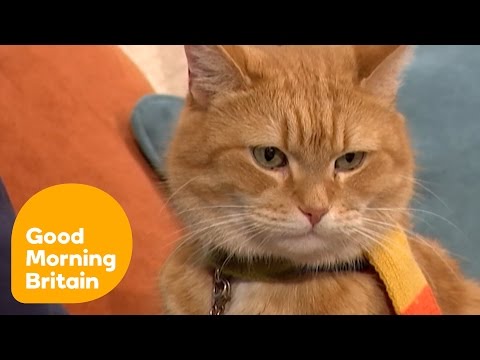 The Incredible Story of a Street Cat Named Bob | Good Morning Britain