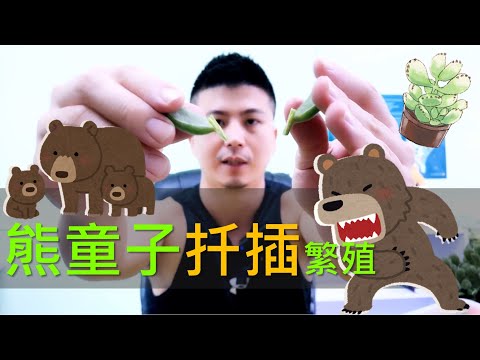 熊童子扦插繁殖