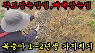 1년생2년생 복숭아나무 가지치기와 뼈대 각도잡는방법