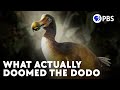 The Real Story Of The Dodo Bird S Current Extinction