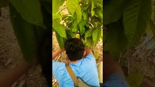 preview picture of video 'Pemangkasan Kakao Umur 1 Tahun di Desa Tete Uri Kab.  Luwu utara Klon Mcc02'