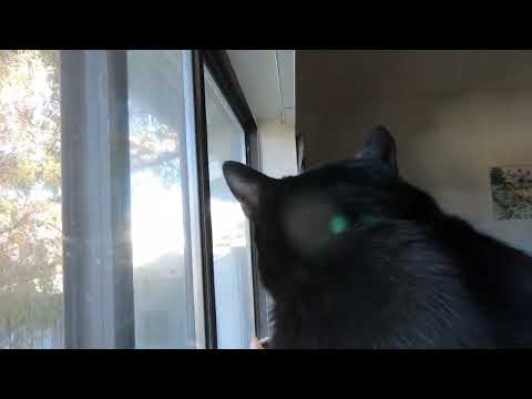 Cats Watching Another Cat Outside Climb A Tree