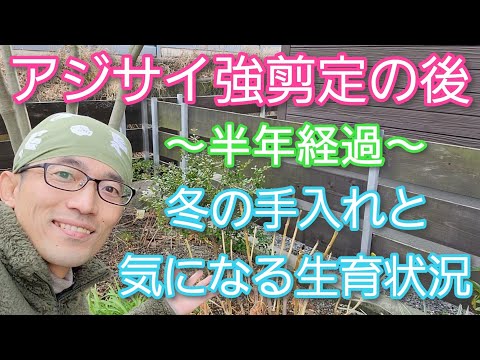 夏に素晴らしい開花を保証するために冬の終わりにアジサイを剪定するにはどうすればよいですか？  庭園