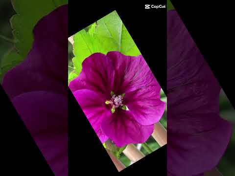 shamima#subscribe #flowers videos.