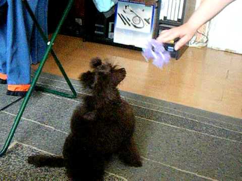 AUX YEUX NOIRS HAKIMA