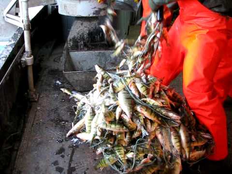 Lake Erie Yellow Perch gill nets out of ,Port Stanley