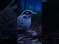 Mystical Blue Eyed Bird Shortvideos Yttrending Viralvideo Viralshorts Reels Trending Viral