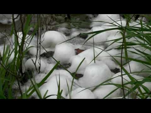 Frogs making foam-nests / Frösche beim laichen