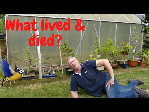 Can I save my 40-Year-Old Chinese Elm Bonsai? (Part 1)