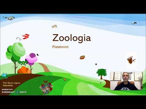 Zoologia - Platelminti