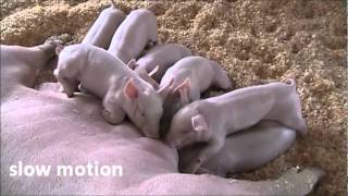 preview picture of video 'Piglet bouncing & squealing at 2011 Washington County Fair, NY'