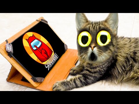 Cat reaction to, All Best Musik stories Among us Cat Song version Nonstop Among Us Cat Pop dance.