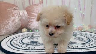 ハーフ犬の動画01