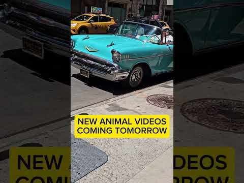 Heading home from NEW YORK. #ny #lilygoatfarms #jokes #NYC #bronx